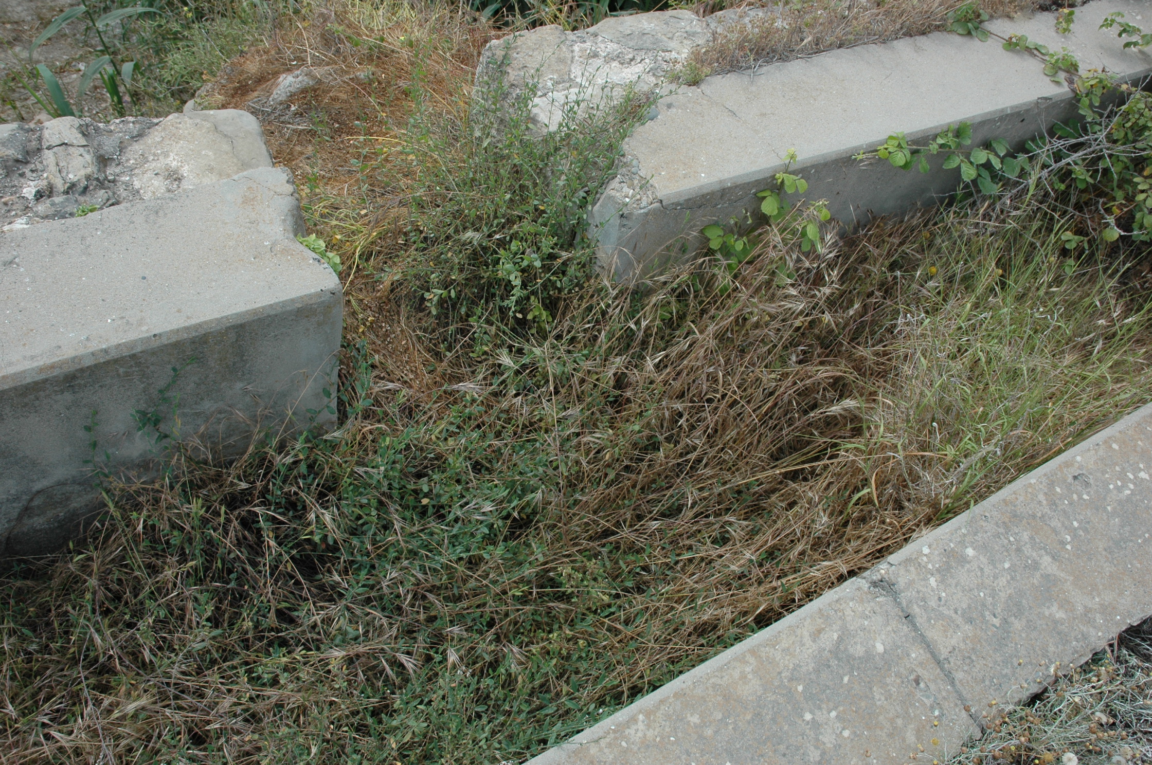 Image Description