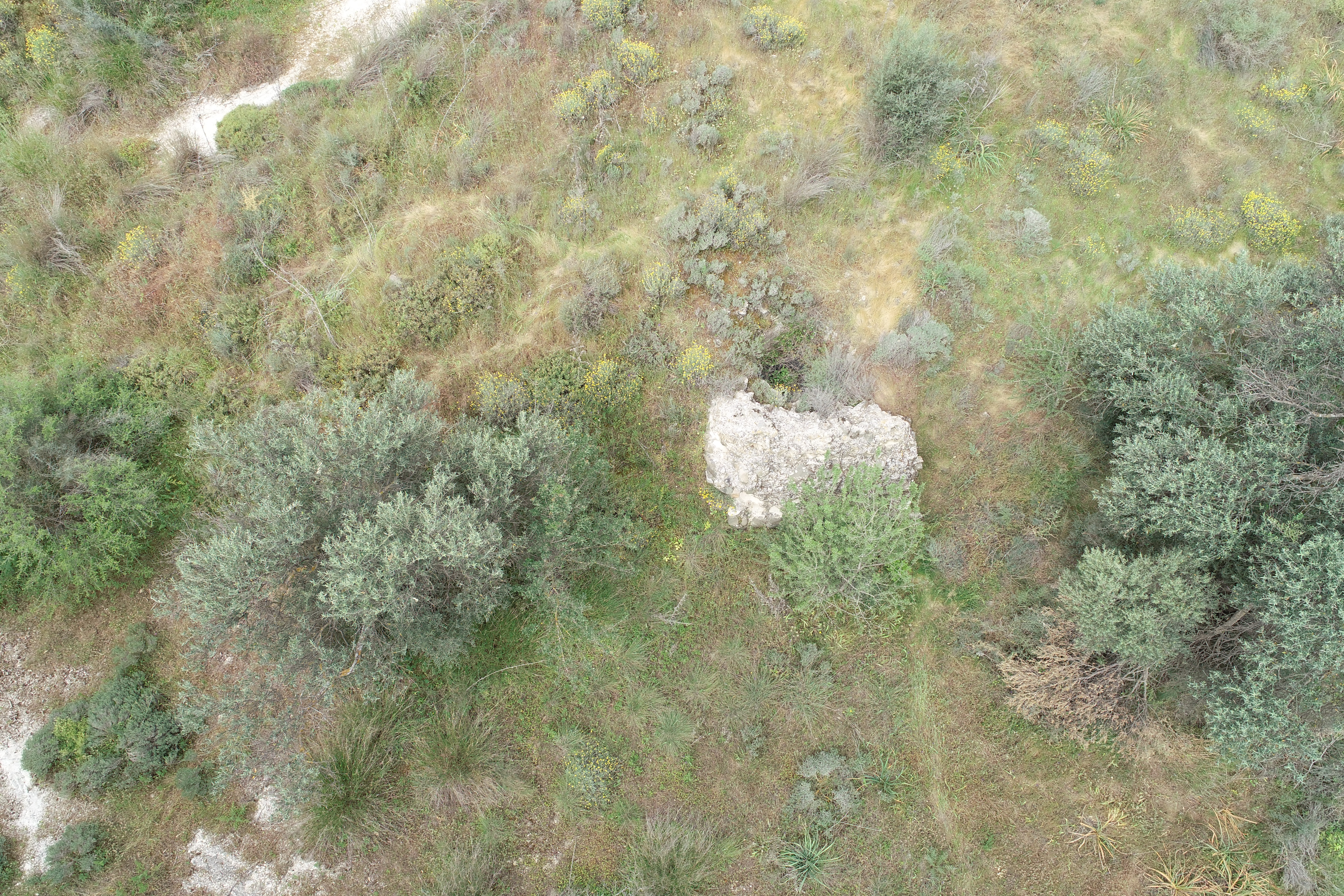 Image Description