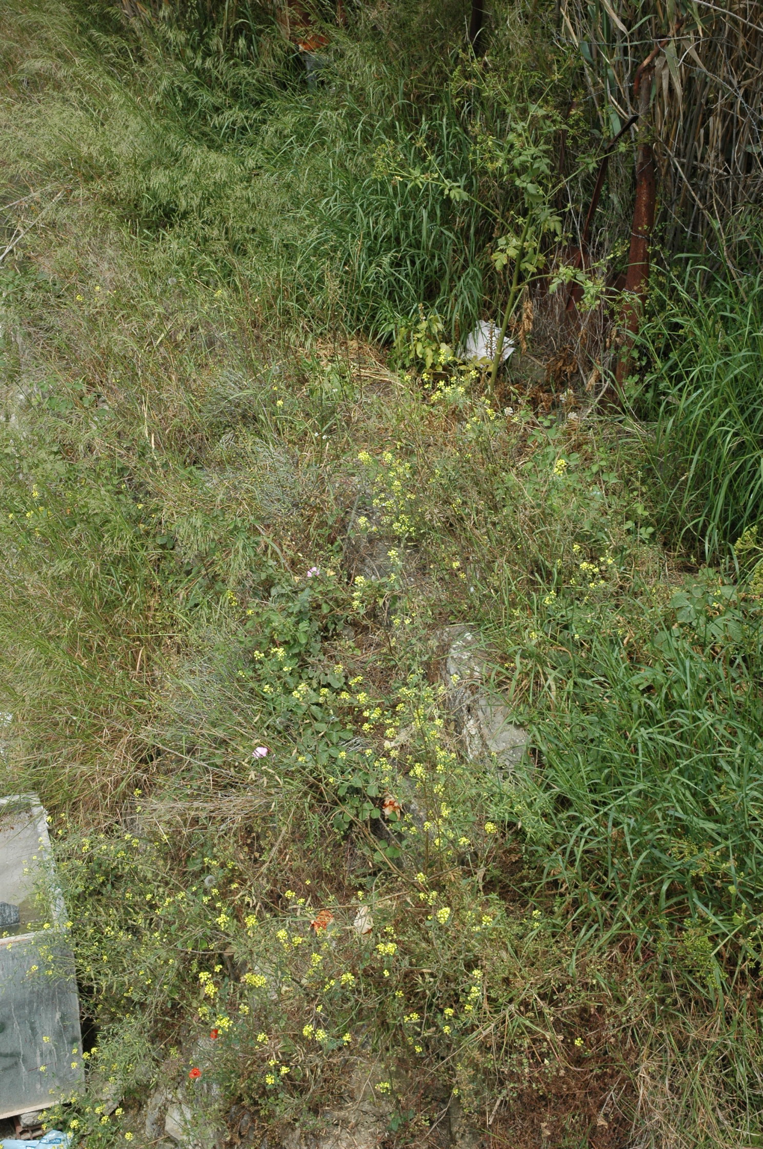 Image Description