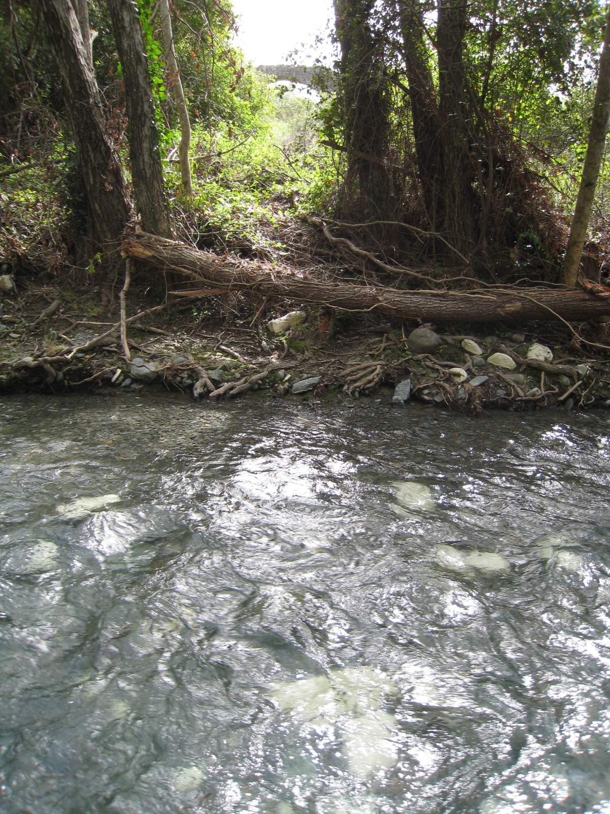 Image Description