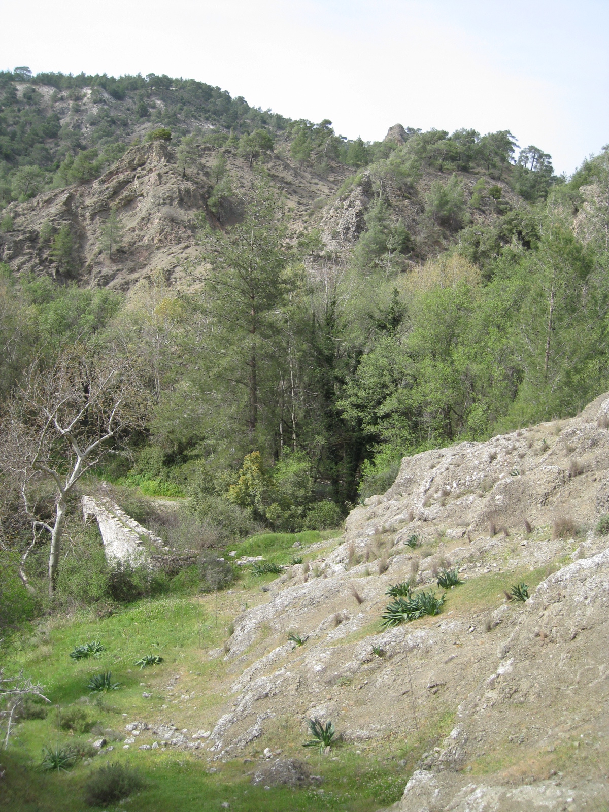 Image Description