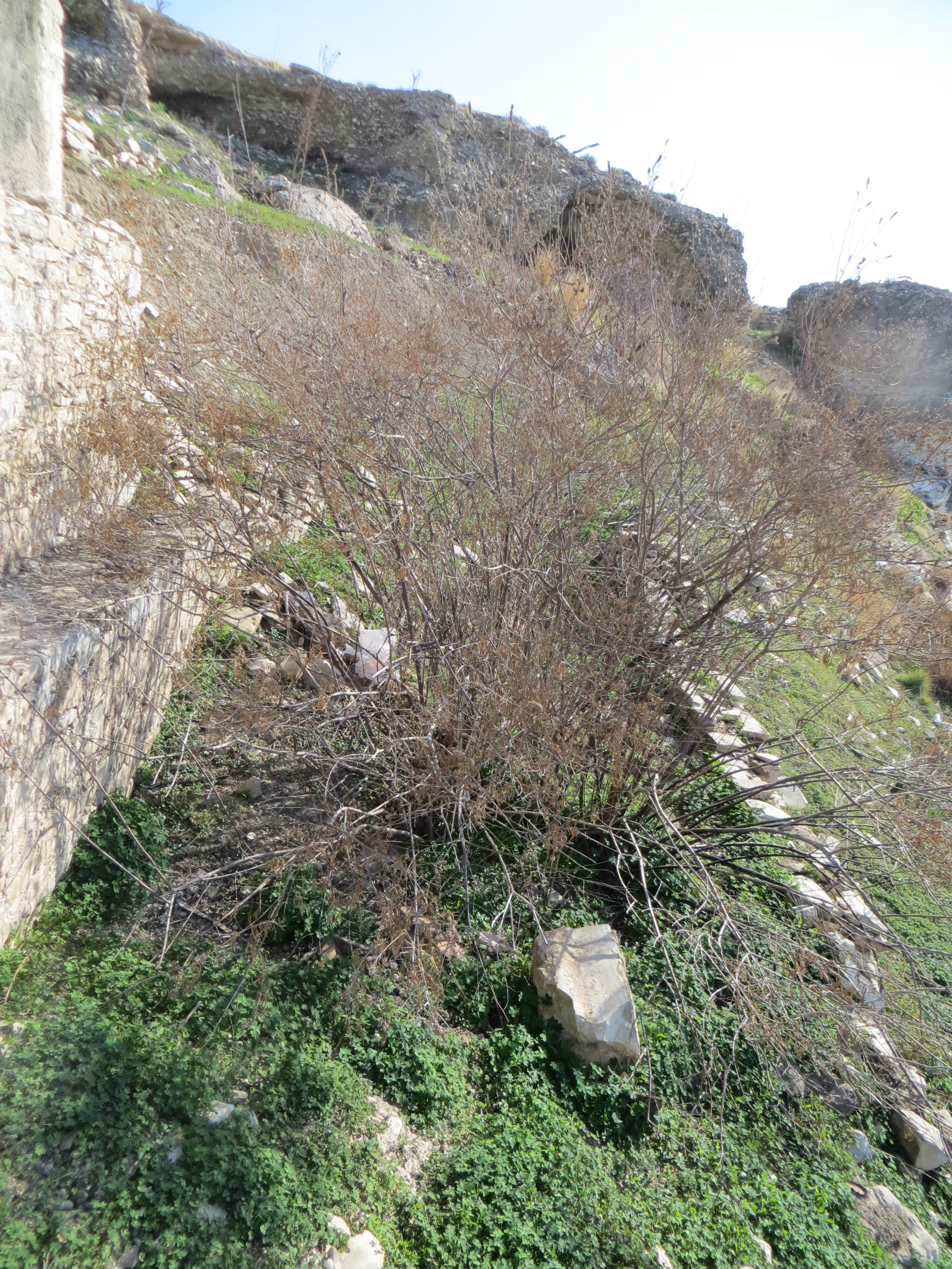 Image Description
