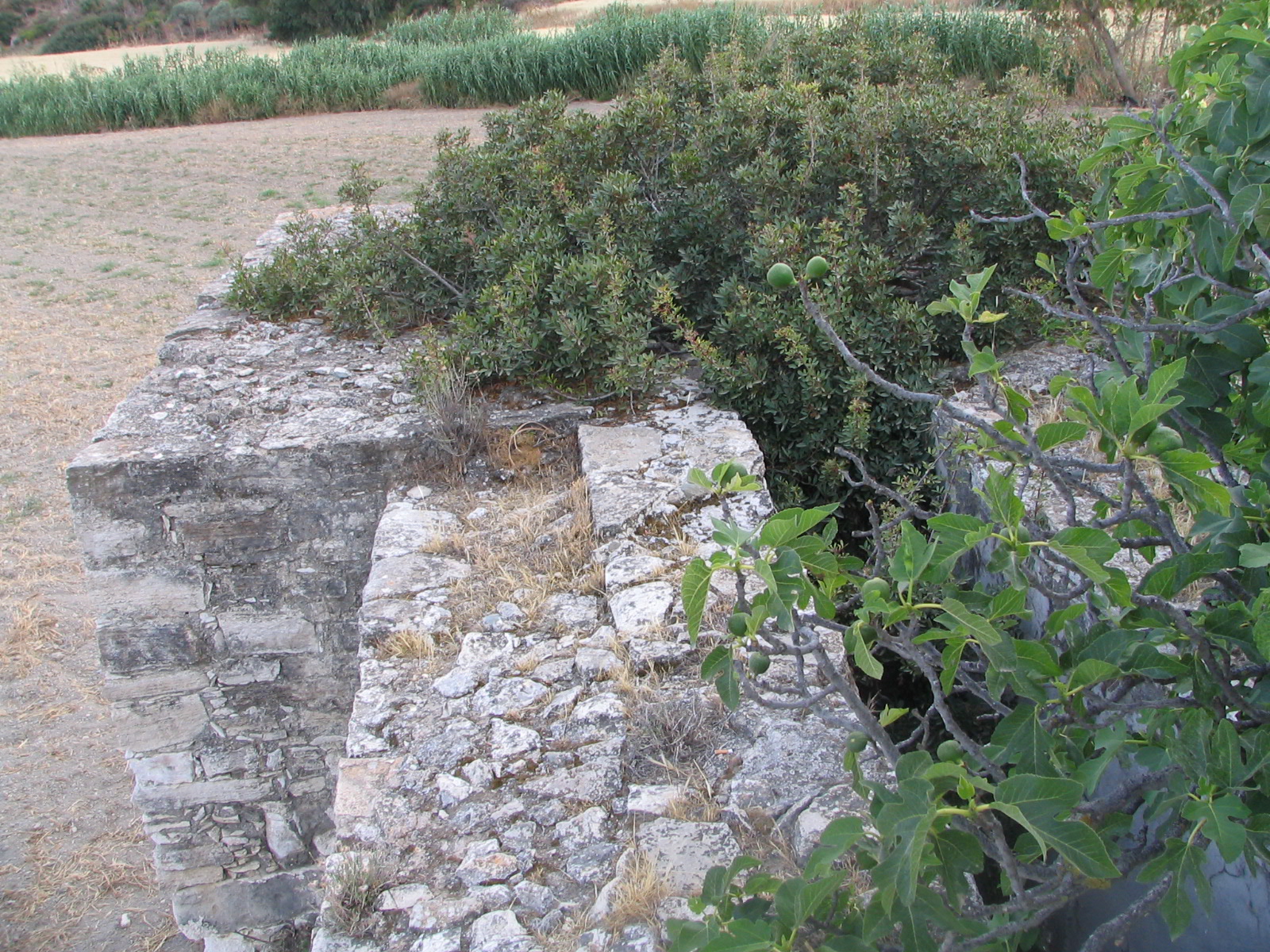 Image Description