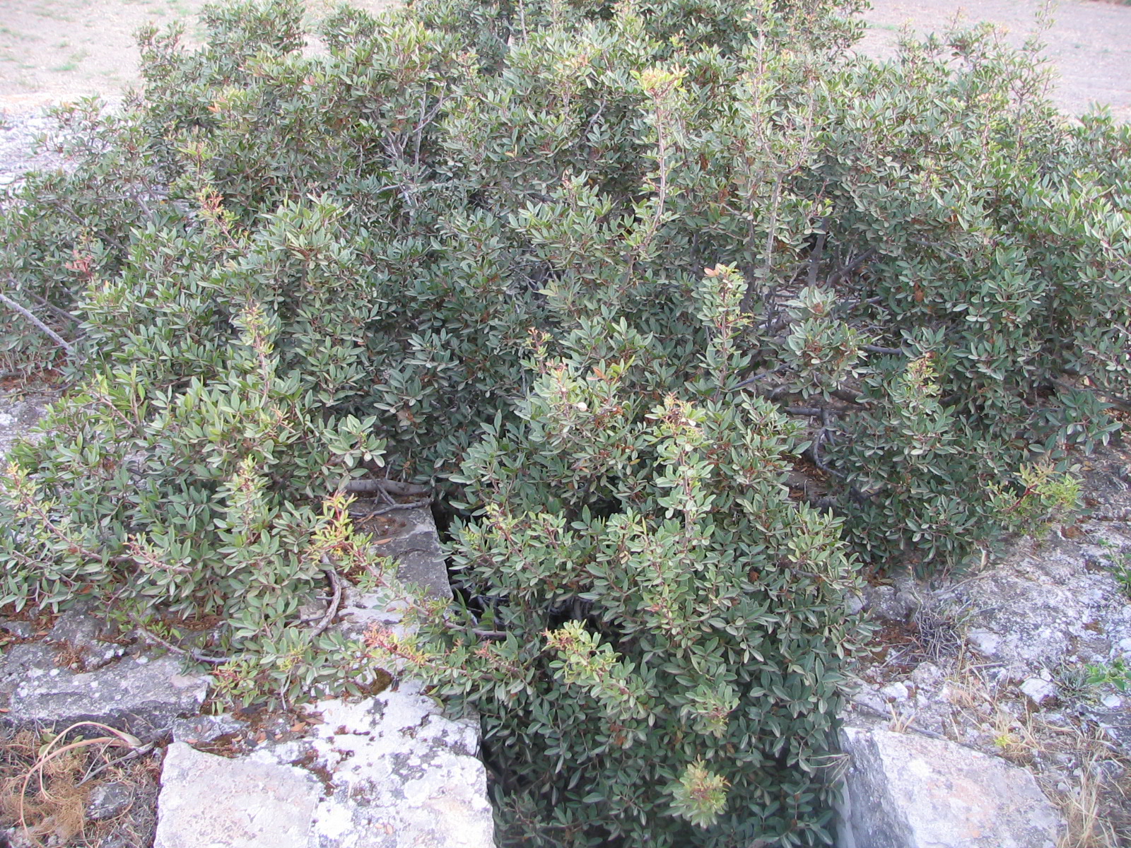 Image Description
