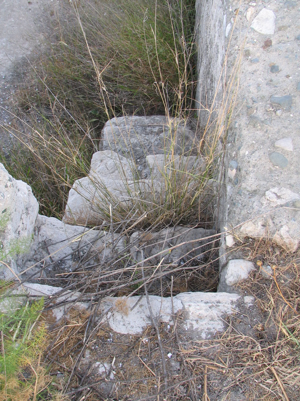 Image Description