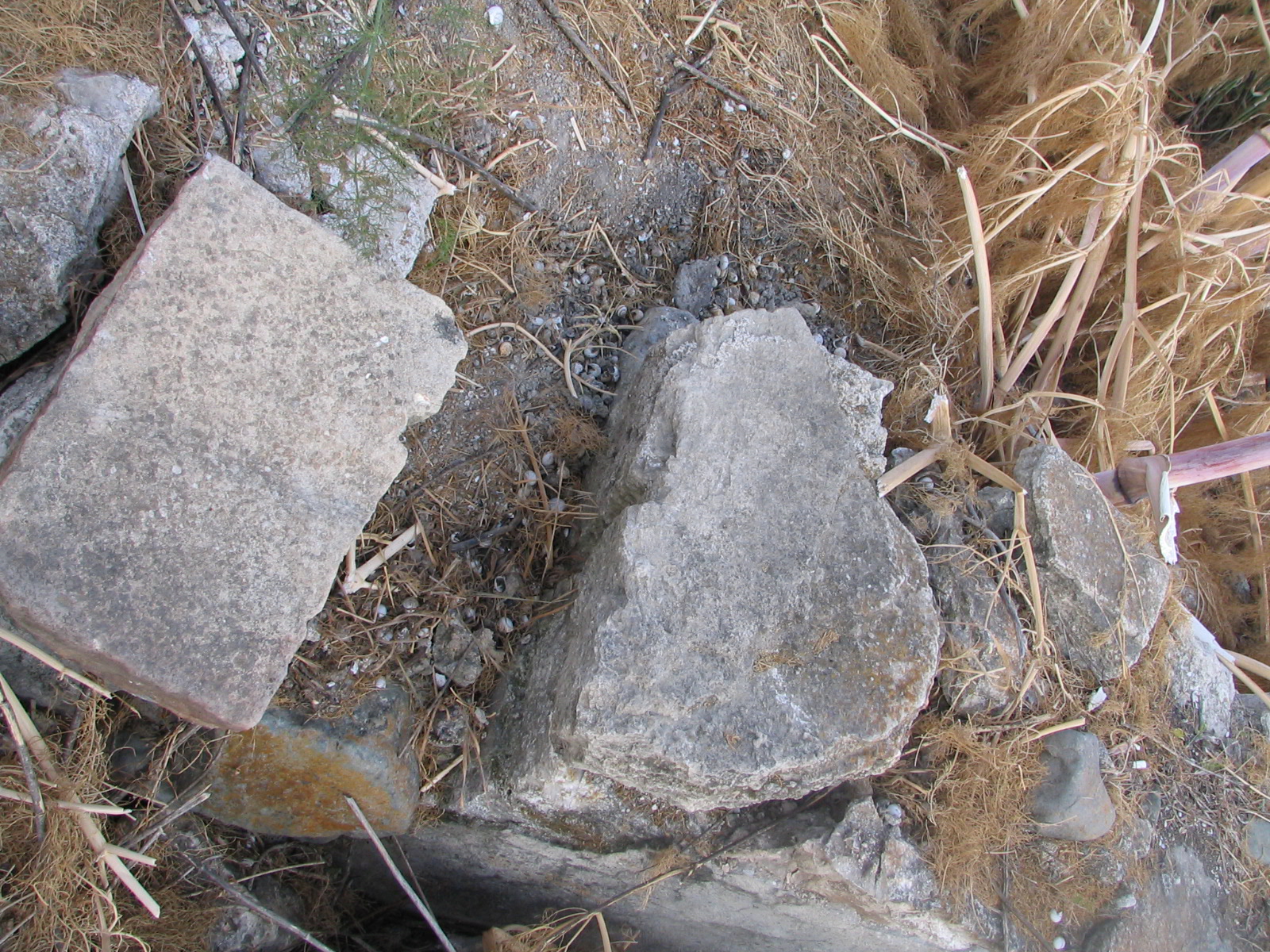 Image Description