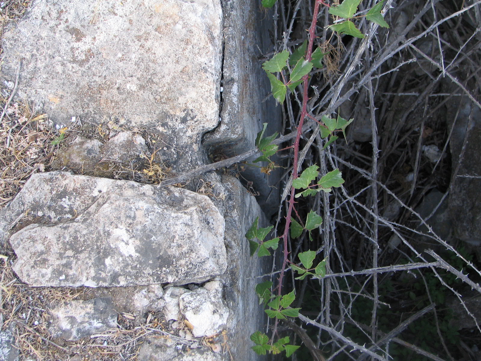Image Description