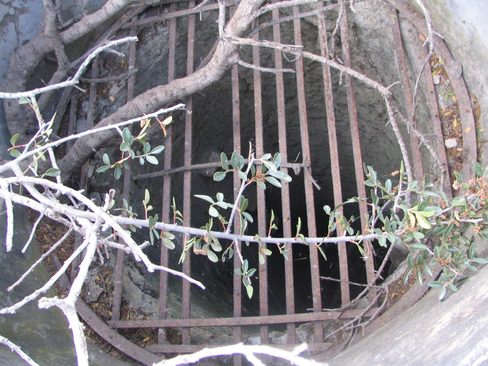 Image Description