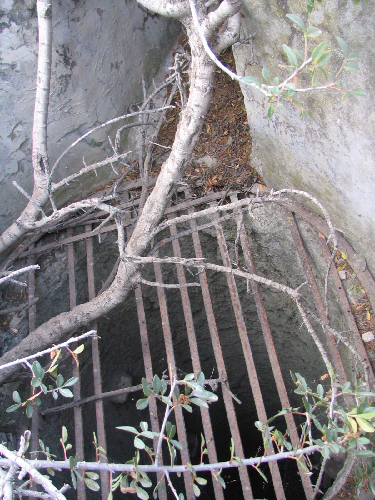 Image Description