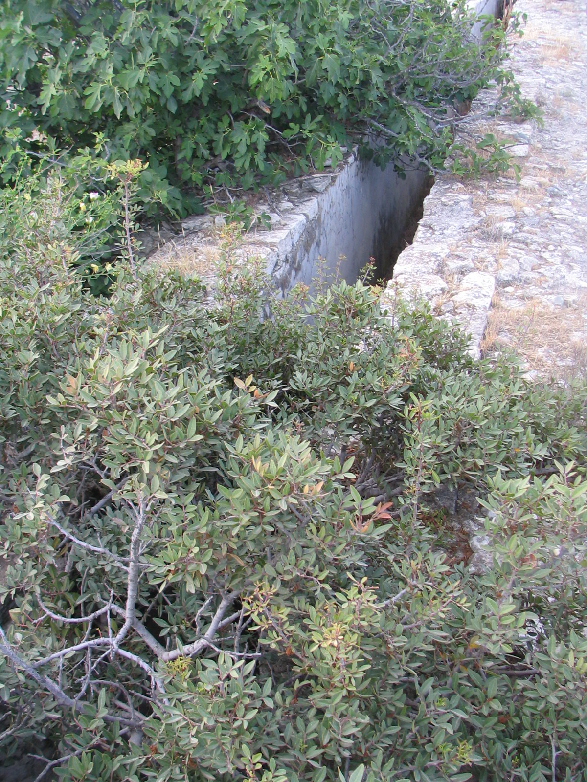 Image Description
