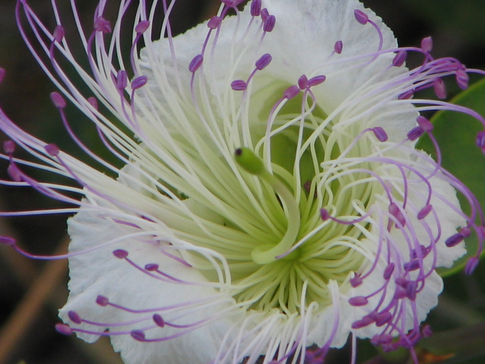 Image Description