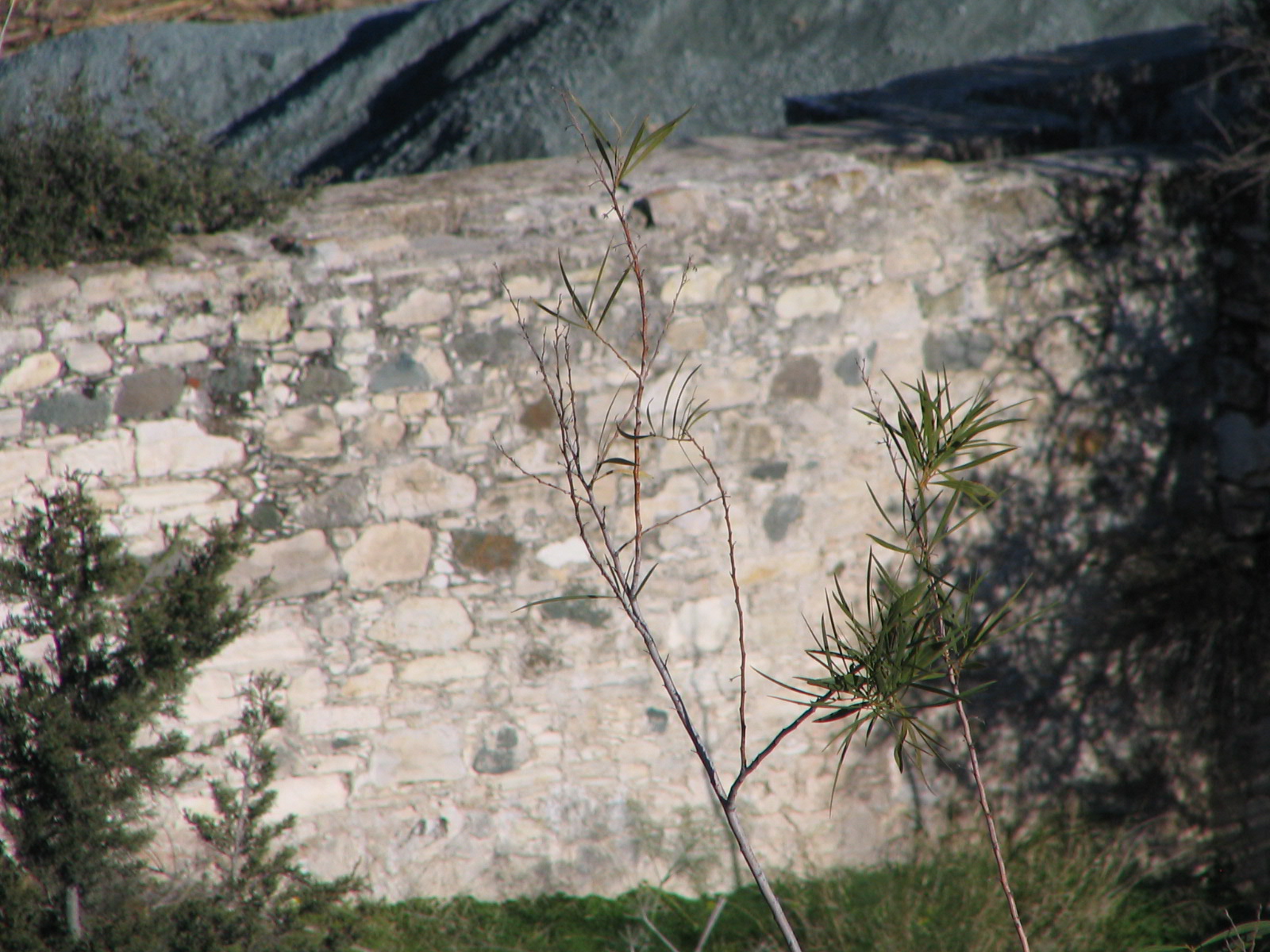 Image Description
