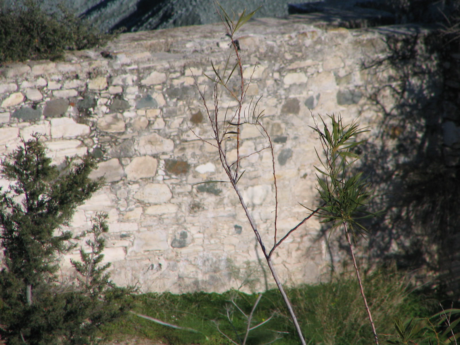 Image Description
