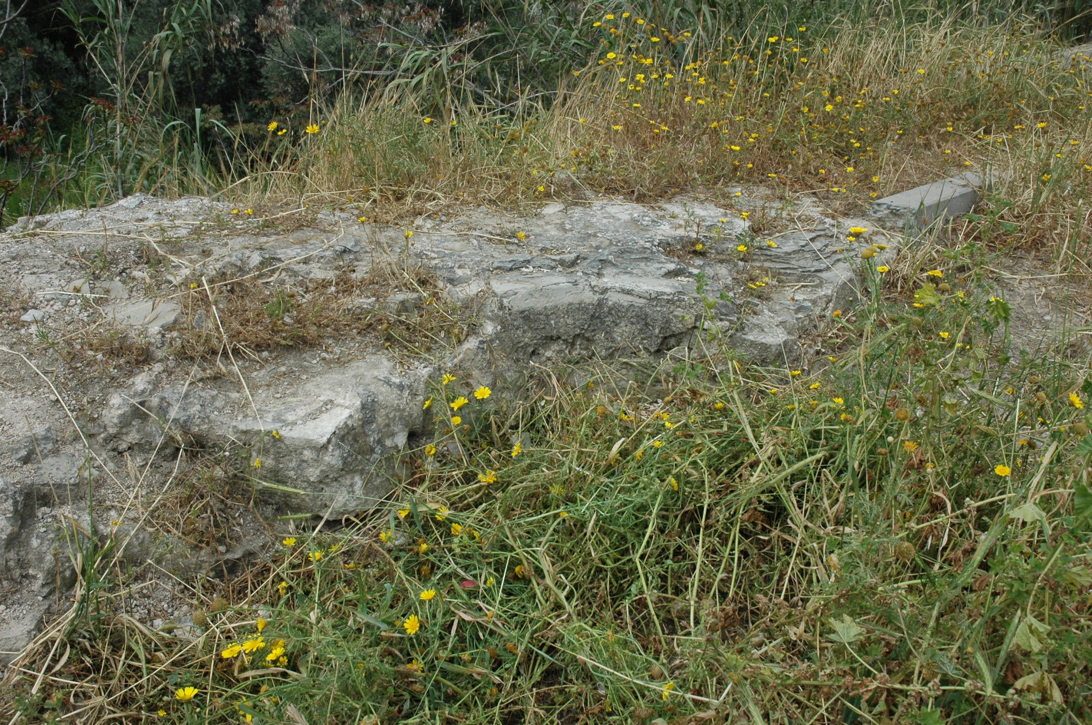 Image Description