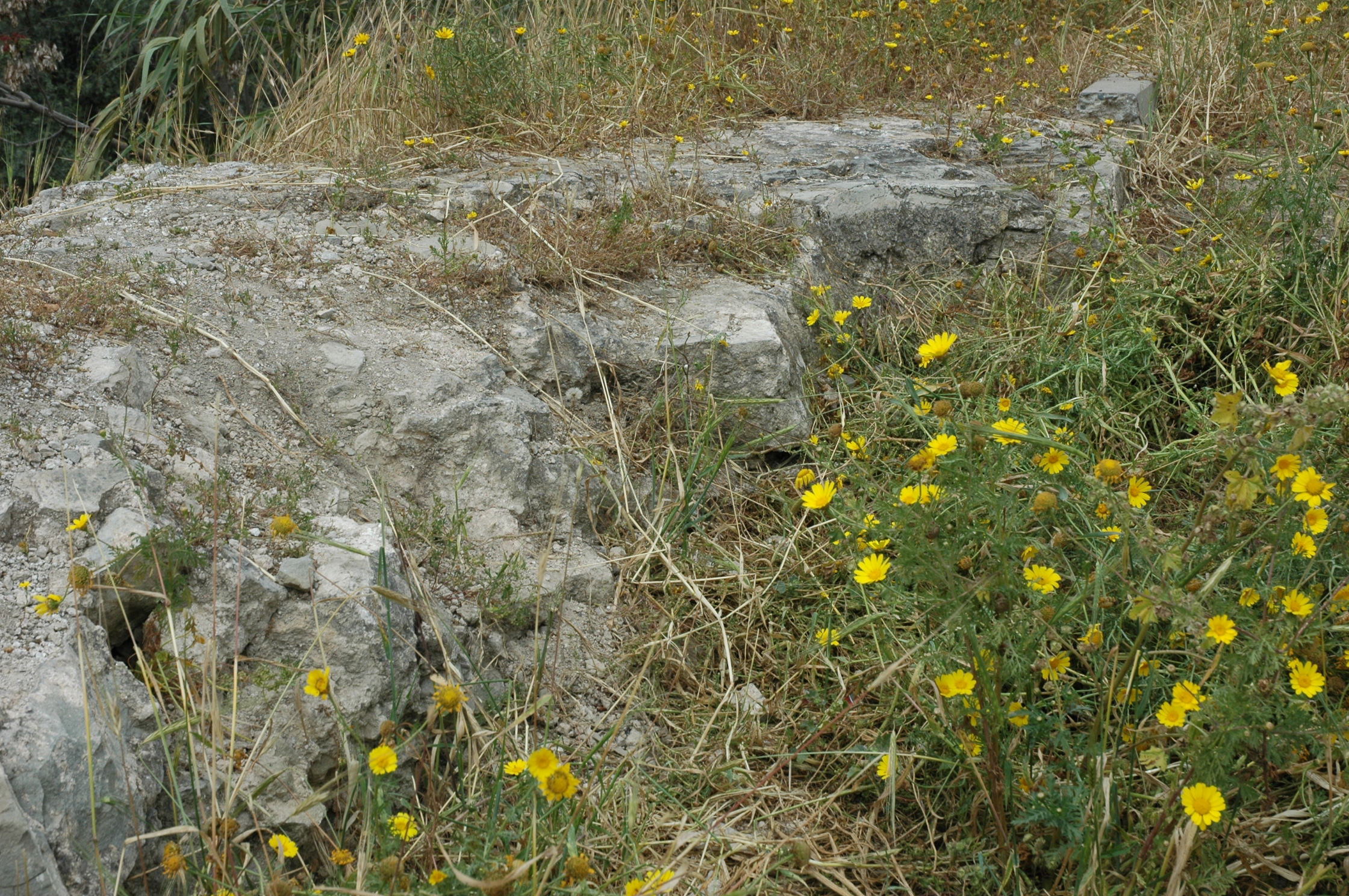 Image Description