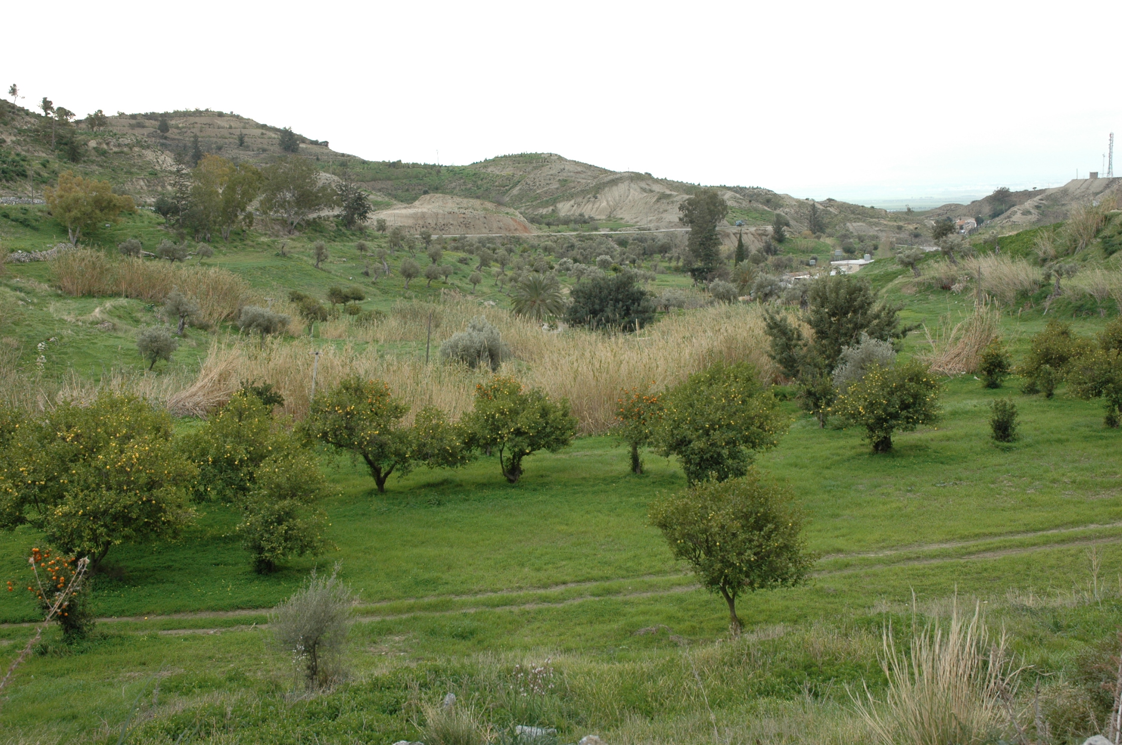 Image Description
