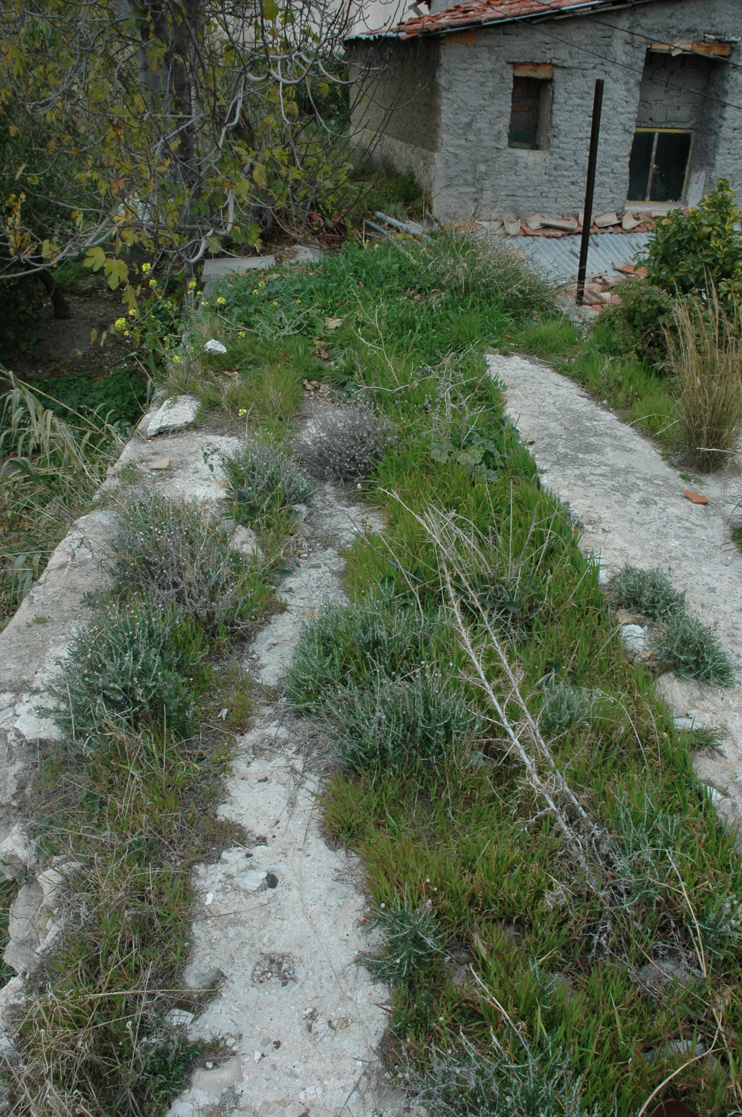 Image Description