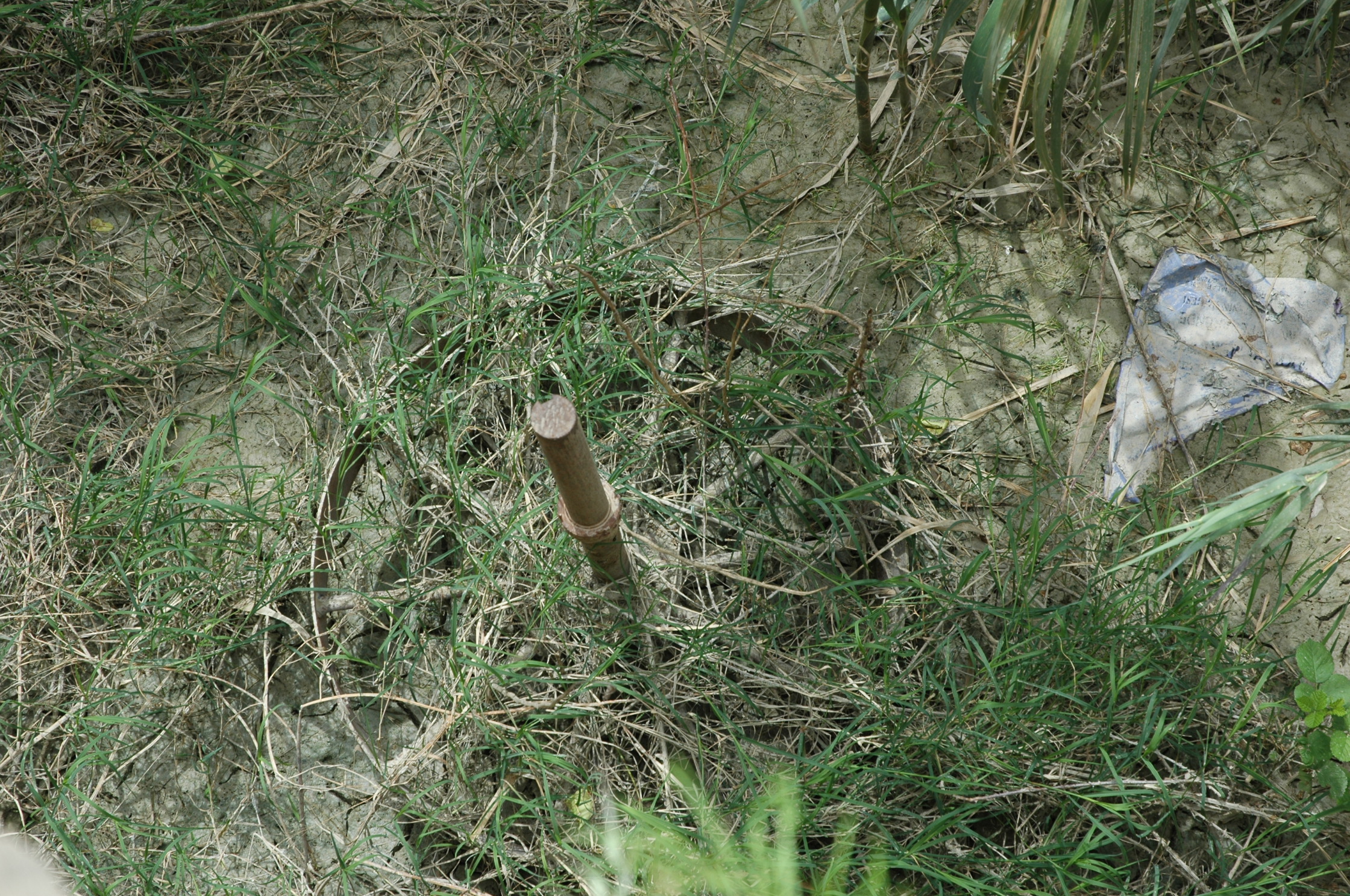 Image Description